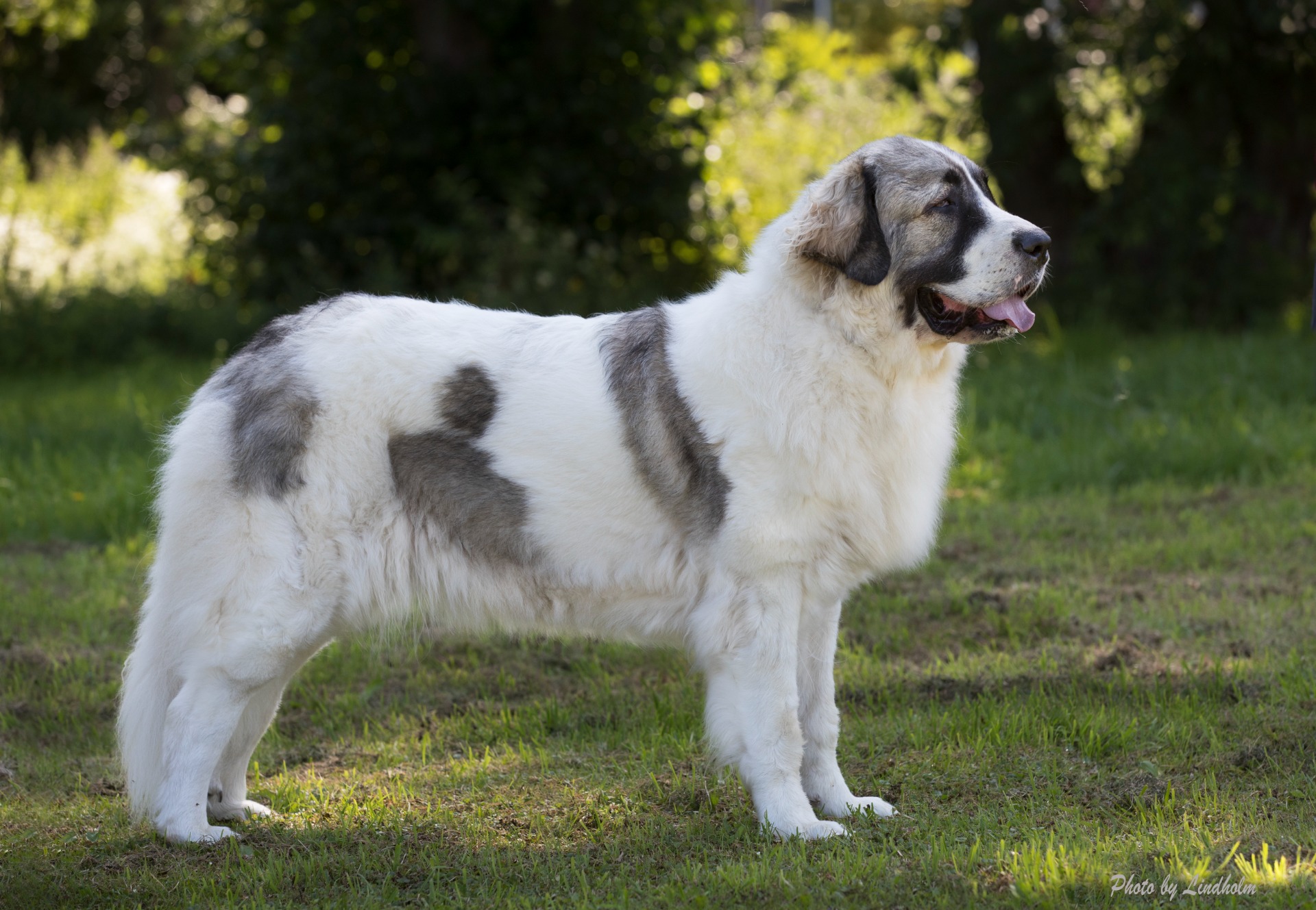 Pyreneisk Mastiff
